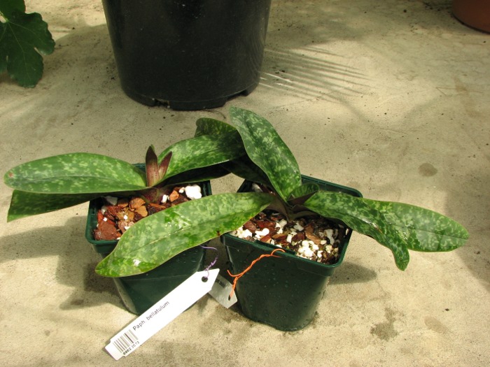 Paphiopedilum bellatulum.JPG