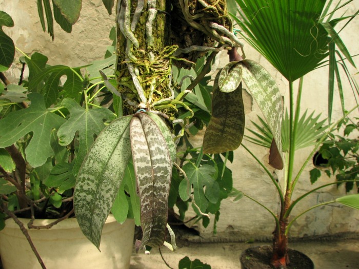 Phalaenopsis schilleriana.JPG