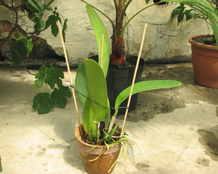Cattleya gaskelliana (amoena x coerulea).JPG