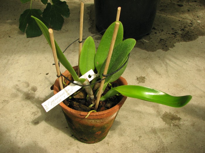 Cattleya gaskelliana 'Da. Norma Dreher' x self.JPG