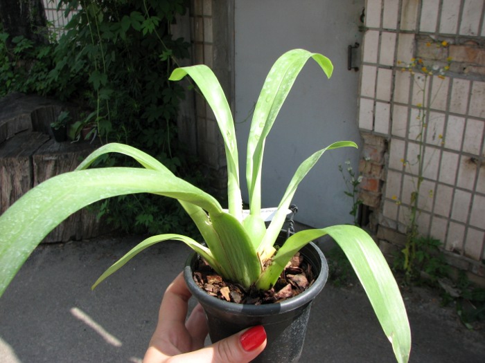 Odontonia Papageno 'Mi Amour'.JPG