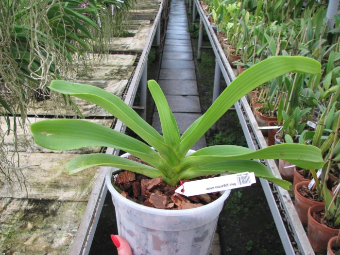 Rhynchostylis gigantea white.JPG