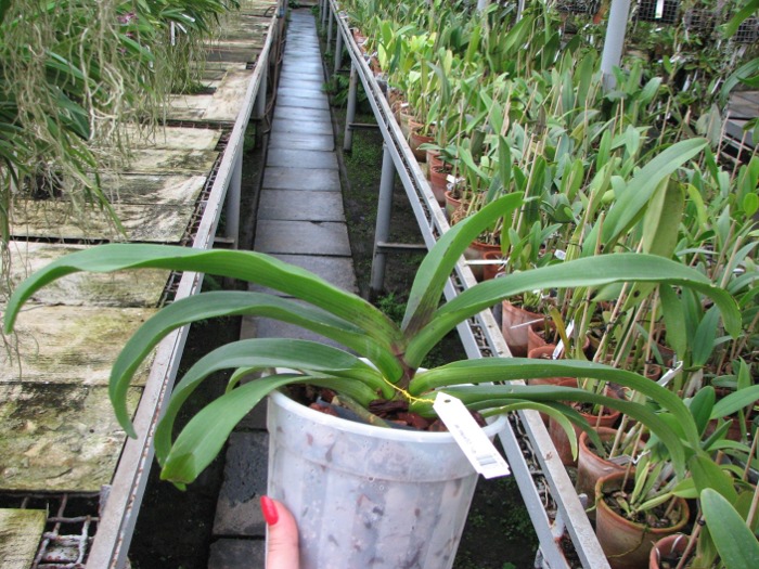 Rhynchostylis gigantea red.JPG