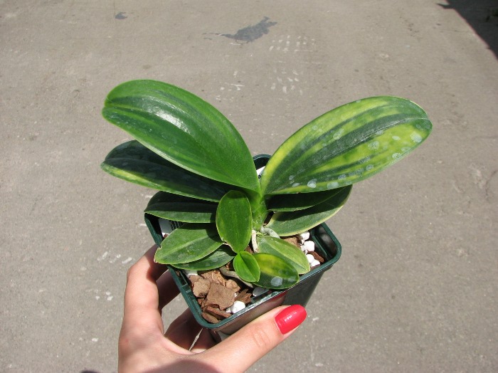 Doritaenopsis Sogo Vivien Variegated leaf.JPG