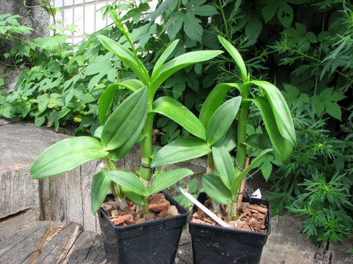 Dendrobium Rainbow Fantasy.JPG