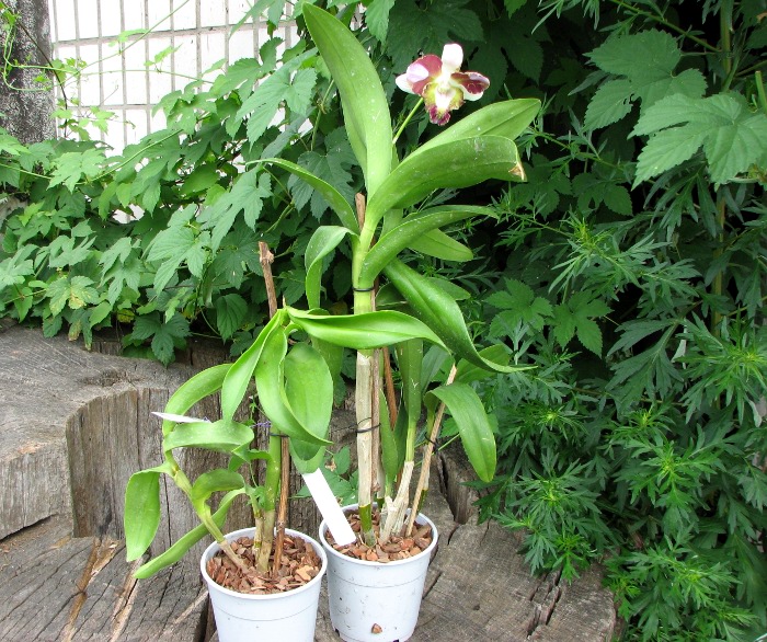 Dendrobium Nopporn Starbright.JPG