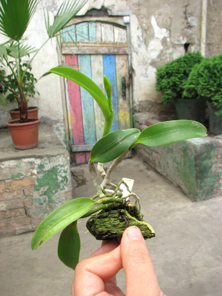 Laelia dayana coerulea 'Chojamaru' x SELF.jpg