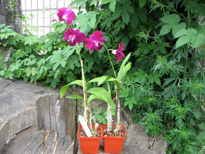 Dendrobium Red Bull.JPG