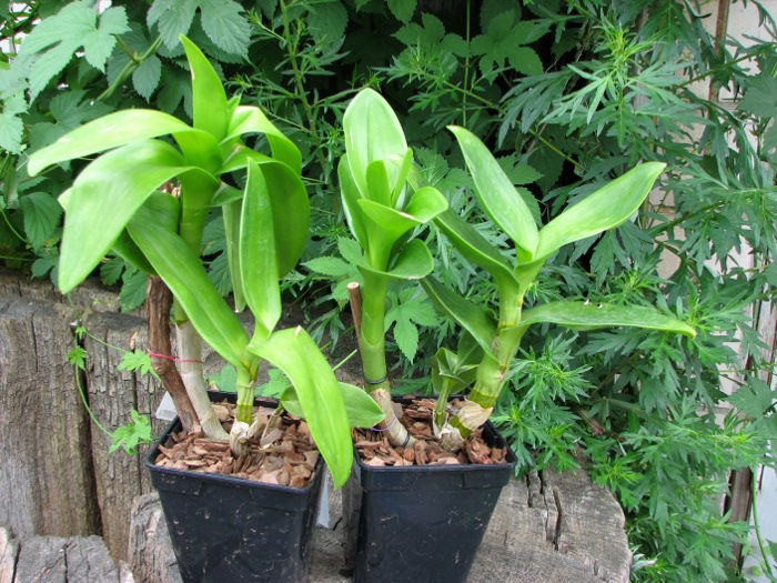 Dendrobium Burana Jade.JPG