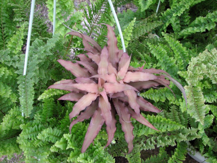 Cryptanthus roseus.JPG