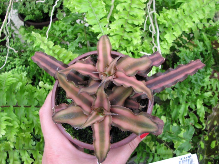 Cryptanthus bivittatus.JPG