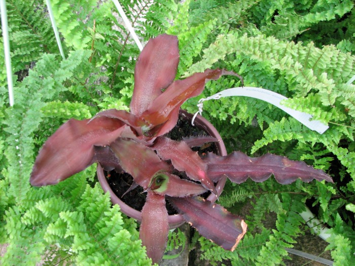 Cryptanthus undulatus.JPG