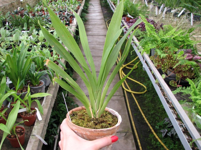 Huntleya burtii.JPG