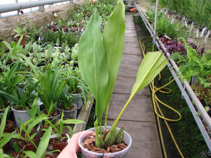 Dendrochilum magnum.JPG