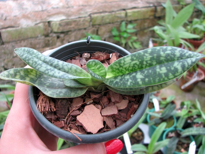 Paphiopedilum delenatii alba.JPG