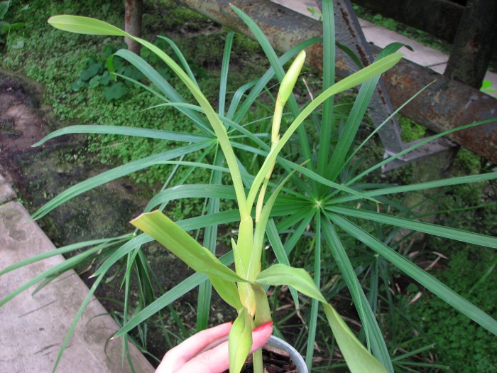 Miltonia spectabilis.JPG