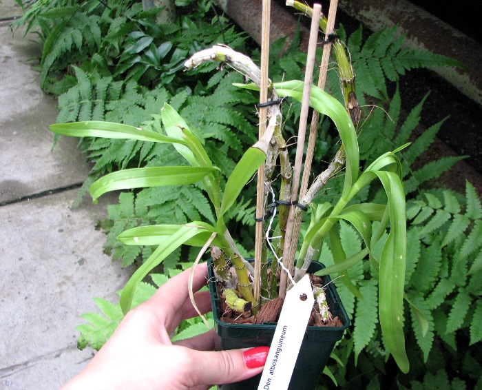 Dendrobium albosanguineum.JPG