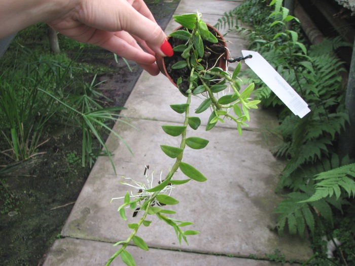 Dendrobium loddigesii.JPG