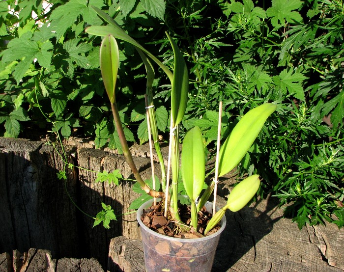 Cattleya lueddemanniana tipo 'Royal Flash' x Cattleya lueddemanniana tipo 'Drago'.JPG