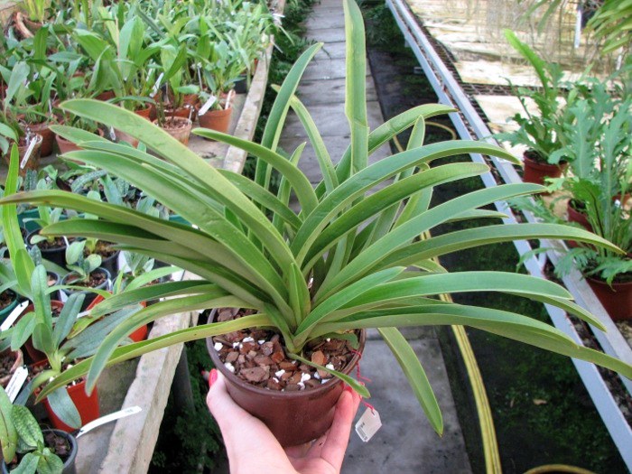 Paphiopedilum exul.JPG