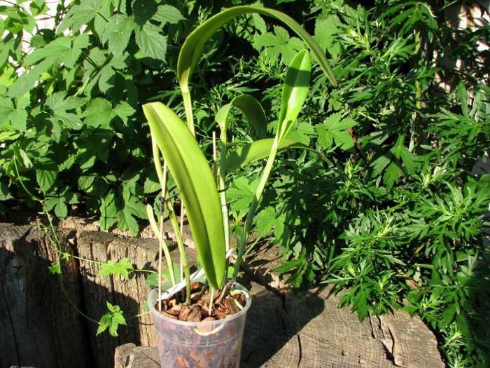 Cattleya Dominiana (intermedia var. coerulea x maxima var. coerulea 'Hector').JPG