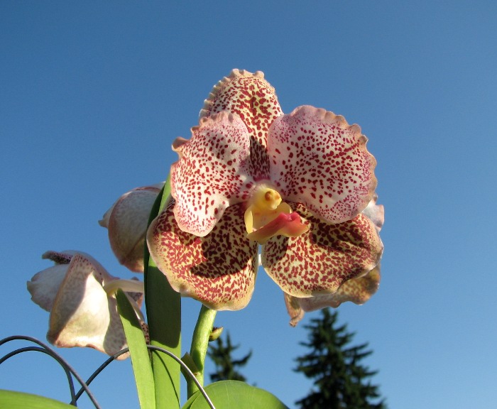 Vanda Sumon Gold x Ascocenda Kultana Gems.JPG