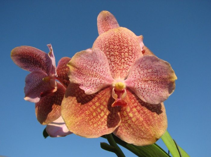 Ascocenda Kultana Pappion x Vanda Kultana Ruby.JPG