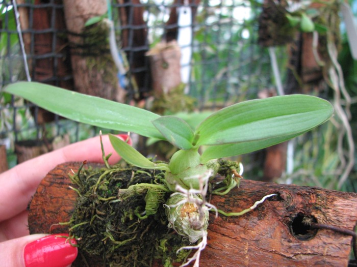 Dendrobium peguanum.JPG