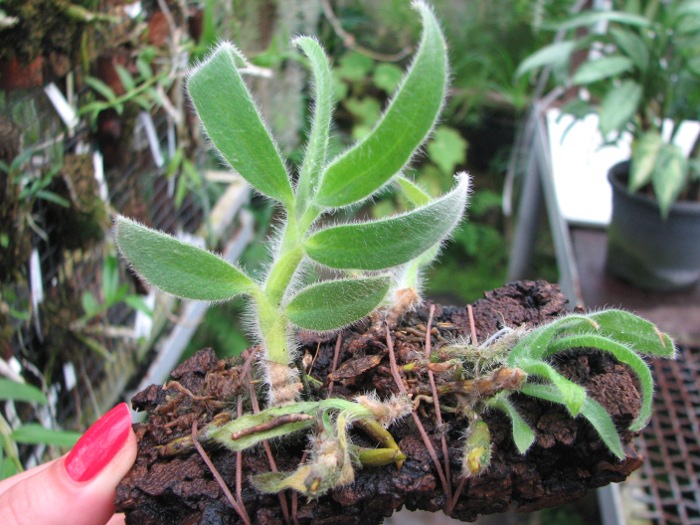 Dendrobium senile.JPG