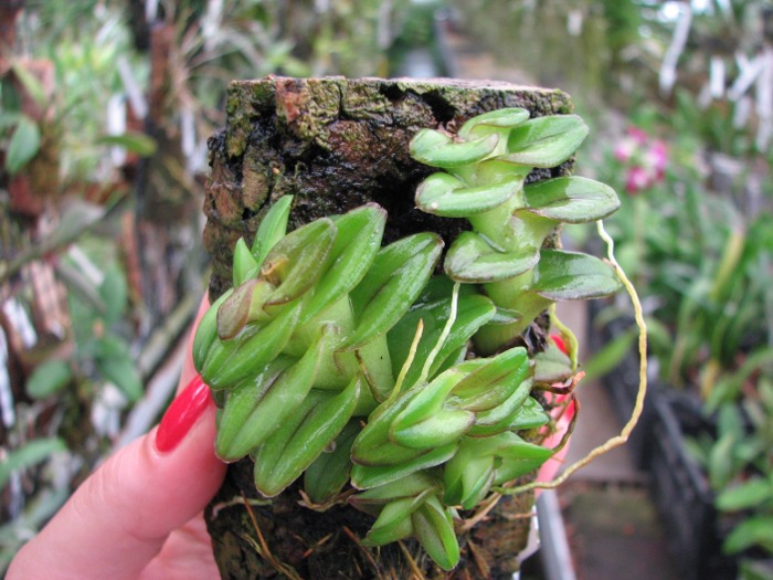 Epidendrum Gonzalez Tamayoi.JPG