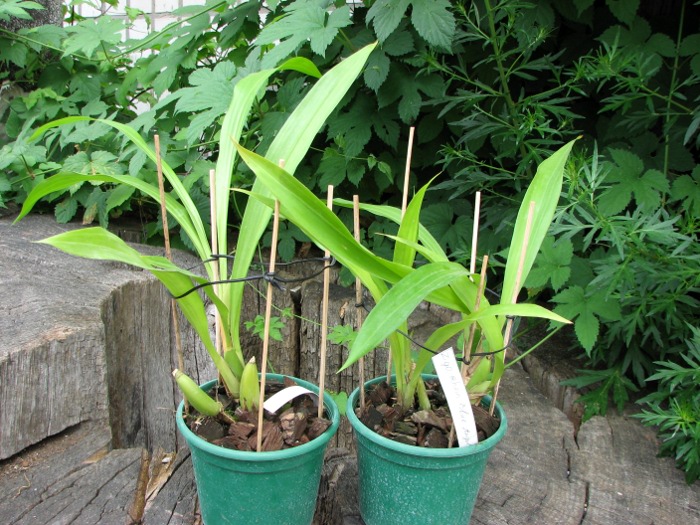 Zygopetalum 'Rhein Blue Angel'.JPG