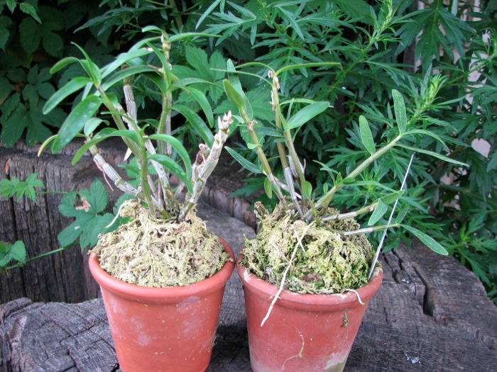Dendrobium moniliforme Raizan.JPG