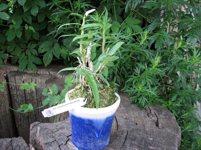 Dendrobium moniliforme Matsushima.JPG