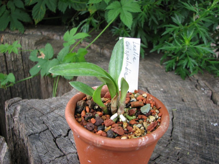 Laelia crispilabia.JPG