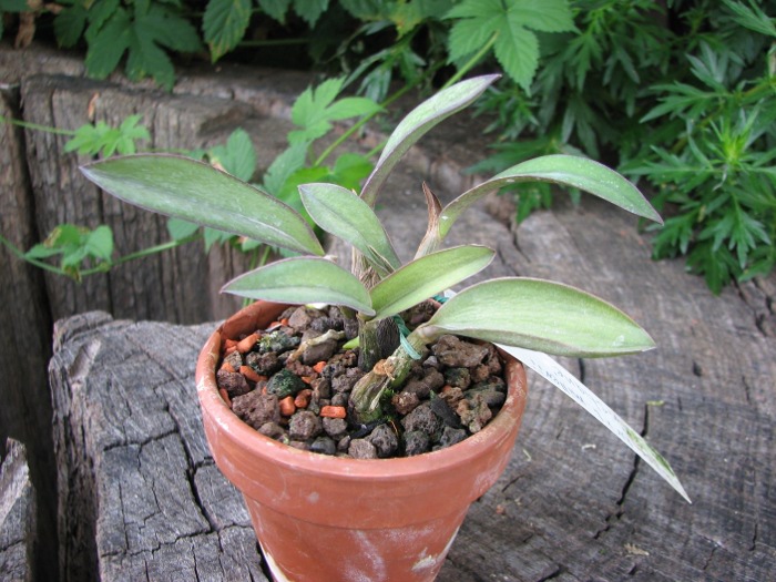 Laelia millerii BV x Laelia millerii 'Cristiane'.JPG