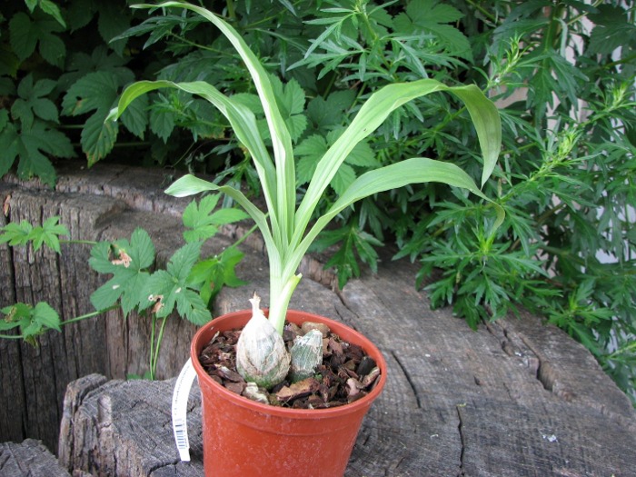 Clowesia dodsoniana.JPG