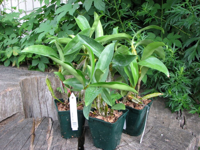 Dendrobium farmeri.JPG