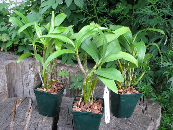 Dendrobium thyrsiflorum.JPG