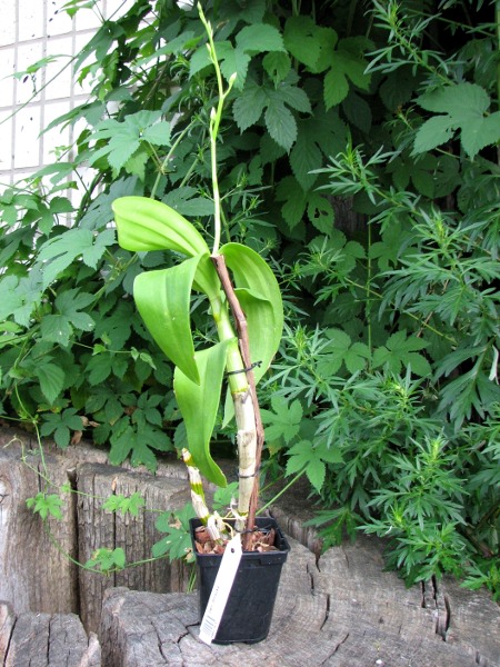 Dendrobium Shisuka.JPG