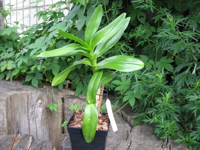 Dendrobium Jairak Min 'Mangosteen'.JPG