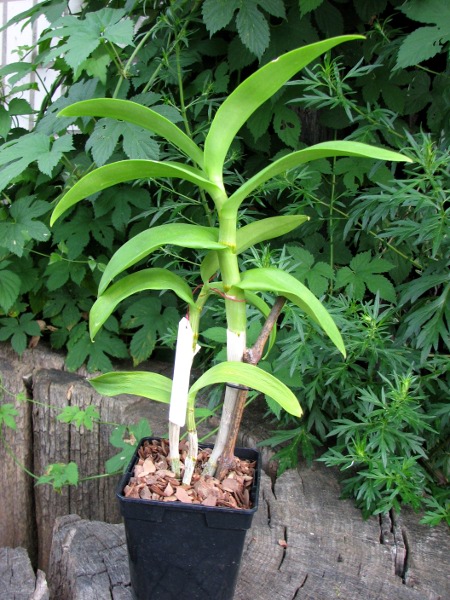Dendrobium Daeng.JPG