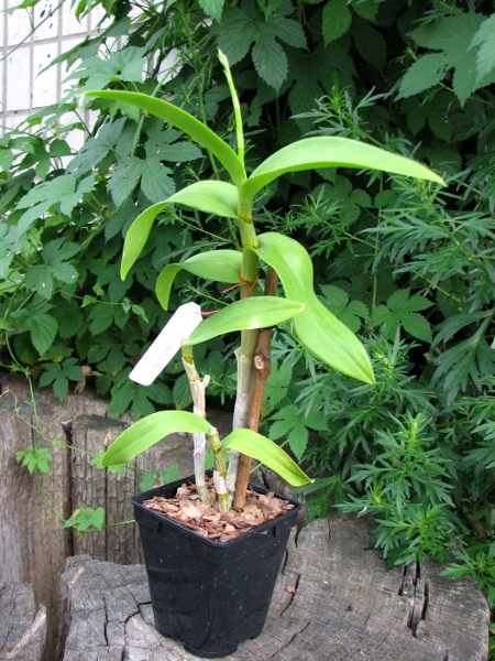 Dendrobium Daeng.JPG