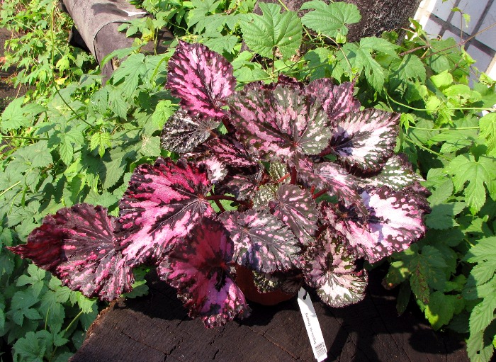 Begonia rex 'Amazing'.JPG