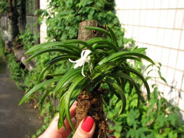 Neofinetia falcata.JPG
