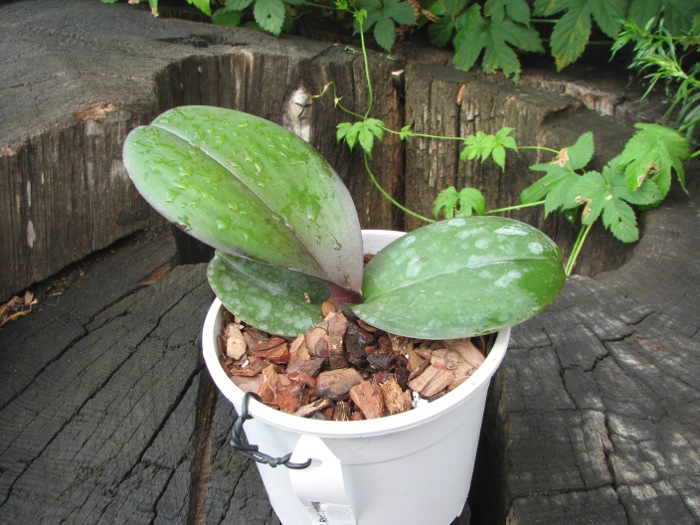 Phalaenopsis Red Lightning.JPG
