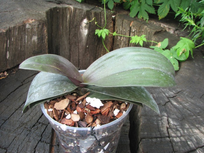 Phalaenopsis Jiaho's Pink Girl.JPG