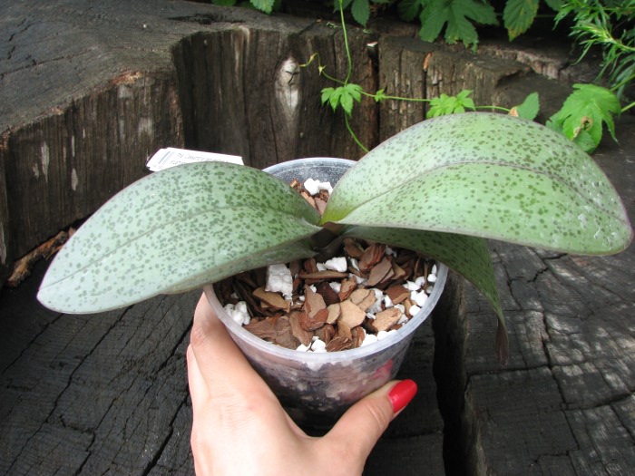 Phalaenopsis Cassandra (equestris x stuartiana).JPG
