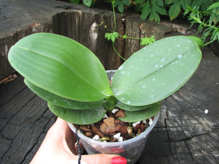 Phalaenopsis New Brother Girl.JPG