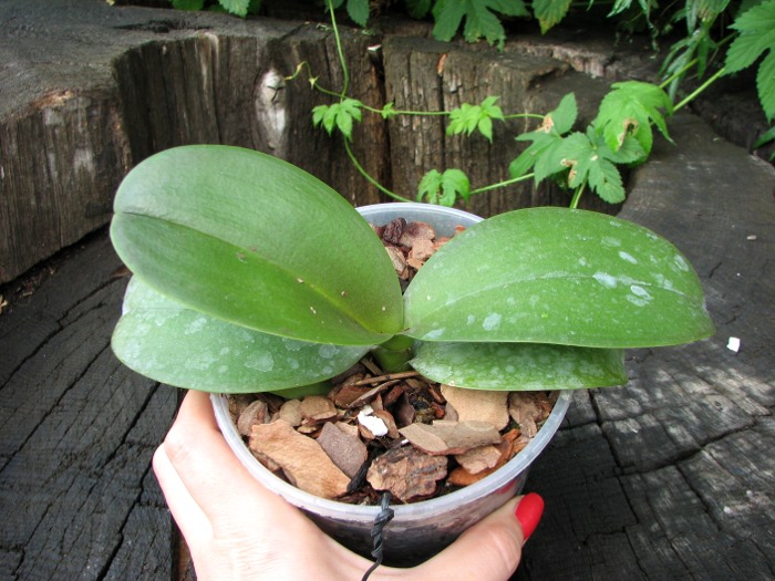 Phalaenopsis Green Pixie.JPG