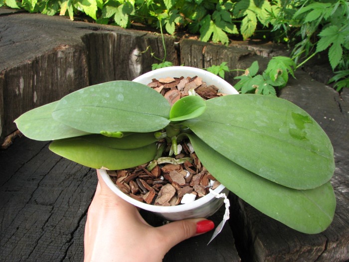 Doritaenopsis Liu's Triprince.JPG